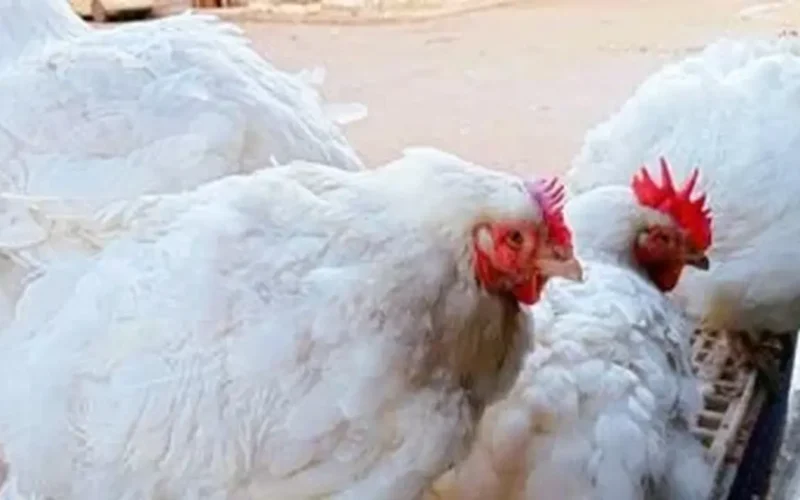 تفاوت أسعار الدواجن والبط السوداني في أسواق محافظة الغربية يوم الأربعاء